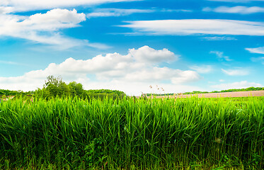 Image showing Field of green reeds