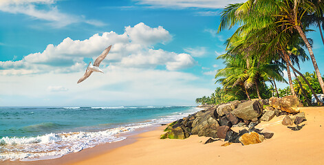 Image showing Beach in Sri Lanka