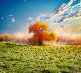 Image showing Tree and autumn field 