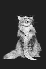 Image showing Beautiful maine coon cat with man tie