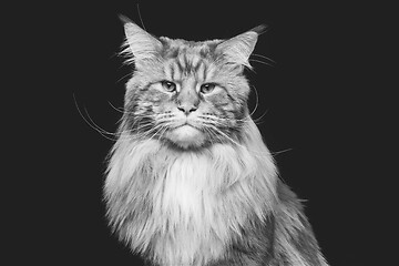 Image showing Beautiful maine coon cat