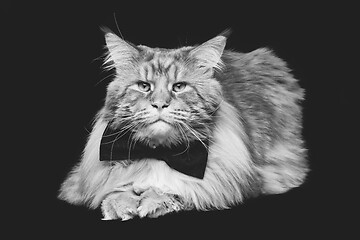 Image showing Beautiful maine coon cat with bow tie