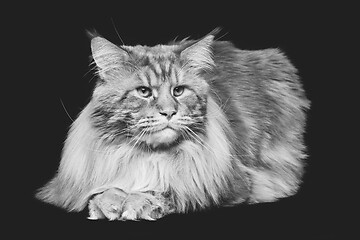 Image showing Beautiful maine coon cat