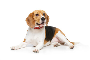 Image showing beautiful beagle dog isolated on white