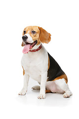 Image showing beautiful beagle dog isolated on white