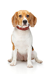 Image showing beautiful beagle dog isolated on white