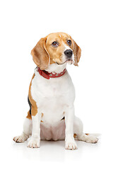 Image showing beautiful beagle dog isolated on white