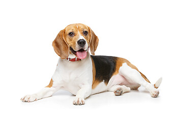 Image showing beautiful beagle dog isolated on white