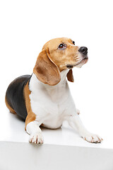 Image showing beautiful beagle dog isolated on white