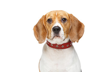 Image showing beautiful beagle dog isolated on white