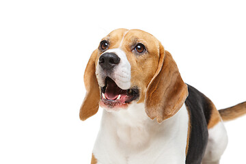 Image showing beautiful beagle dog isolated on white