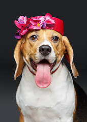 Image showing beautiful beagle dog in pink hat