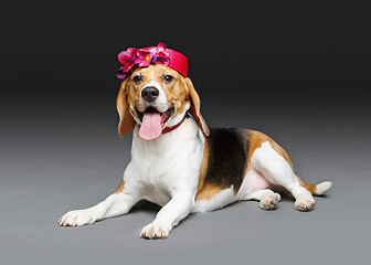 Image showing beautiful beagle dog in pink hat