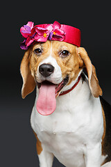 Image showing beautiful beagle dog in pink hat