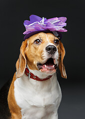 Image showing beautiful beagle dog in pink hat