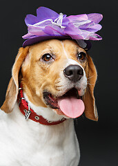 Image showing beautiful beagle dog in pink hat