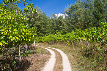 Image showing Mangrove in Thailand