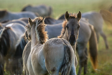 Image showing Wild horses grazing in the meadow on foggy summer morning.