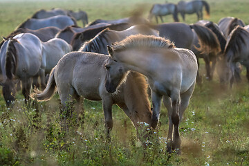 Image showing Wild horses grazing in the meadow on foggy summer morning.