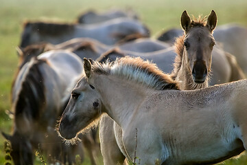 Image showing Wild horses grazing in the meadow on foggy summer morning.