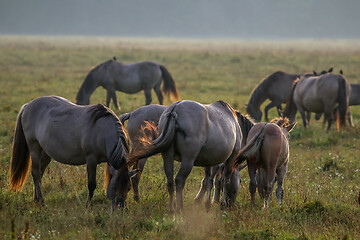 Image showing Wild horses grazing in the meadow on foggy summer morning.