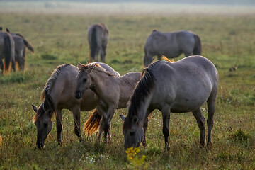 Image showing Wild horses grazing in the meadow on foggy summer morning.