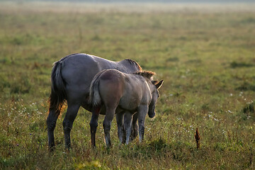 Image showing Wild horses grazing in the meadow on foggy summer morning.