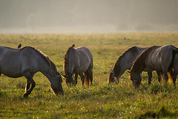 Image showing Wild horses grazing in the meadow on foggy summer morning.