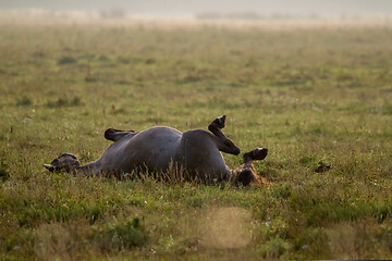 Image showing Wild horse sleeping in the meadow on foggy summer morning.