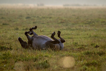 Image showing Wild horse sleeping in the meadow on foggy summer morning.