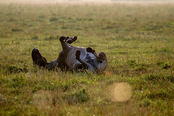 Image showing Wild horse sleeping in the meadow on foggy summer morning.