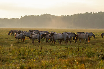 Image showing Wild horses grazing in the meadow on foggy summer morning.