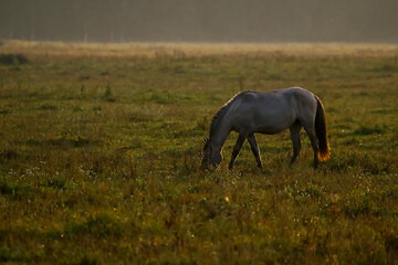 Image showing Wild horse grazing in the meadow on foggy summer morning.