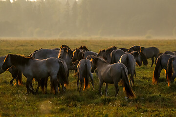 Image showing Wild horses grazing in the meadow on foggy summer morning.