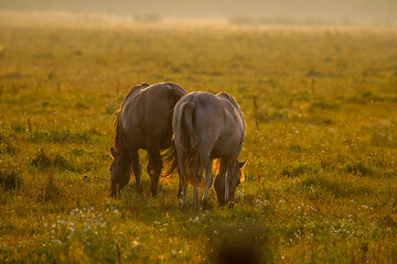 Image showing Wild horses grazing in the meadow on foggy summer morning.