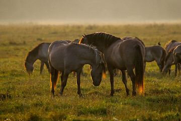 Image showing Wild horses grazing in the meadow on foggy summer morning.