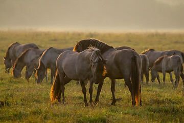 Image showing Wild horses grazing in the meadow on foggy summer morning.