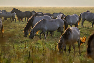 Image showing Wild horses grazing in the meadow on foggy summer morning.