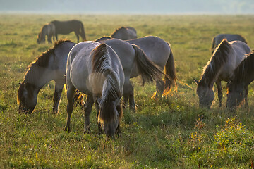 Image showing Wild horses grazing in the meadow on foggy summer morning.