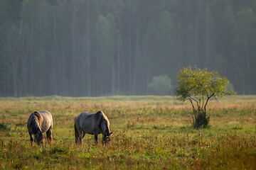 Image showing Wild horses grazing in the meadow on foggy summer morning.