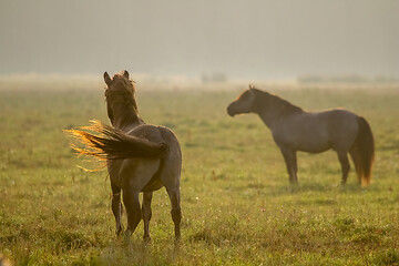 Image showing Wild horses grazing in the meadow on foggy summer morning.