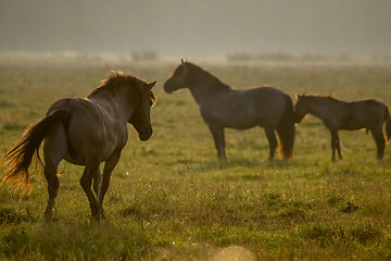 Image showing Wild horses grazing in the meadow on foggy summer morning.