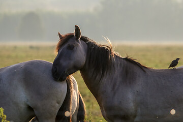 Image showing Wild horses grazing in the meadow on foggy summer morning.