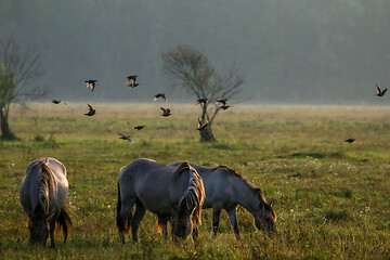 Image showing Wild horses grazing in the meadow on foggy summer morning.