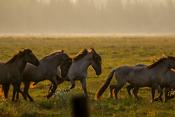 Image showing Wild horses grazing in the meadow on foggy summer morning.