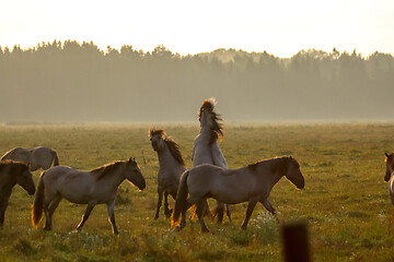 Image showing Wild horses grazing in the meadow on foggy summer morning.