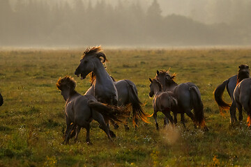 Image showing Wild horses grazing in the meadow on foggy summer morning.