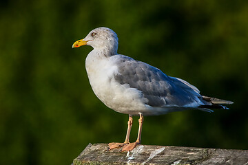Image showing Seagull standing against natural green background.