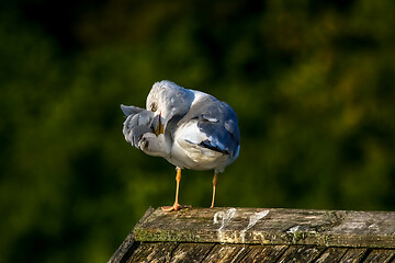 Image showing Seagull clear wings against natural green background.