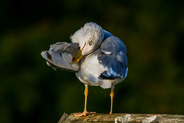 Image showing Seagull clear wings against natural green background.